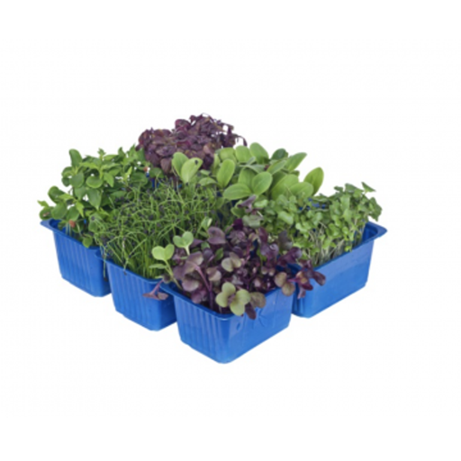 Cress Selection [6 punnets]