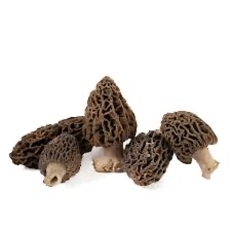 Mushroom Morels