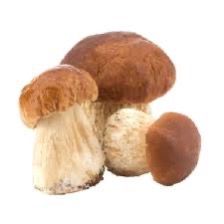 Mushrooms Cepes/Porcini fresh