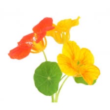 Nasturium Flower