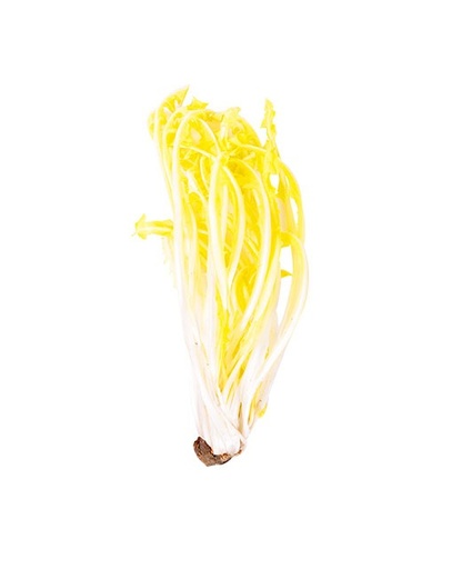 White Dandelion (Pissenlit)