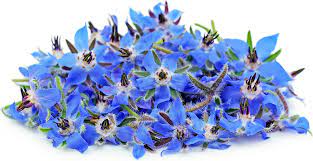 Borage Flowers Blue