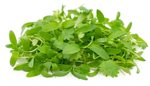 Micro Cress Coriander