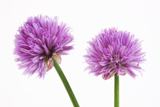 Chives Flower
