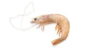 HISPAMARE Wild White Prawn 10/20
