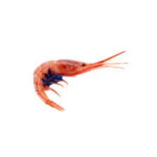 HISPAMARE Blue Belly Shrimp 50/100