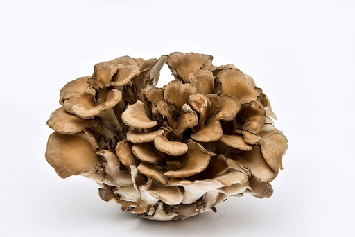 Mushrooms Maitake Hen of the Wood