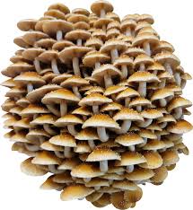 Mushrooms Chestnut