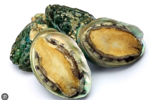 Abalone