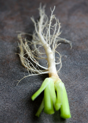 Coriander root [bunch]