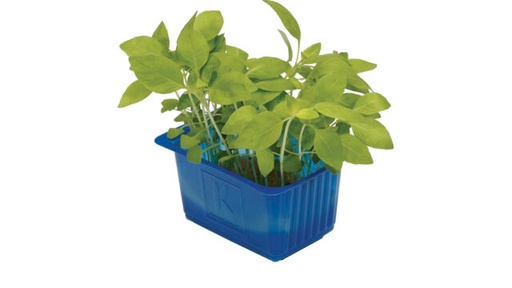 Lemon Cress Top Seal