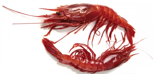 Gamba Carabineros 12/14 Shockfrozen