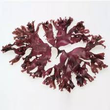 Dulse Seaweed Dry Bio