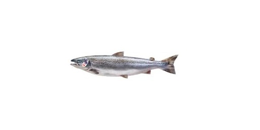 Salmon Scottish Whole 5-6kg [Piece]