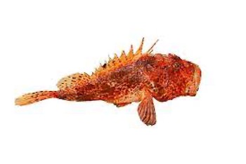 Scorpion Fish/Rascasse Whole 800-1000g [Entier]