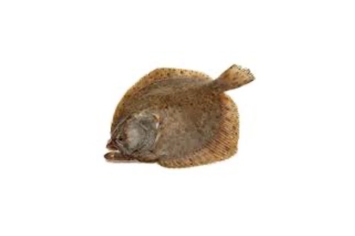 Turbot Whole Farmed 2-3kg [Piece]