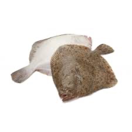 Turbot Whole Farmed 1-2kg [Piece]