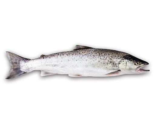 Sea Trout 2-2.5kg [Piece]