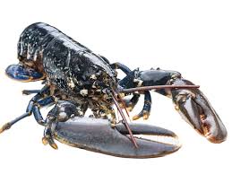 Blue Lobster Whole 1/2kg [Piece]