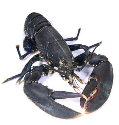 Blue Lobster Whole 600/800g [Piece]