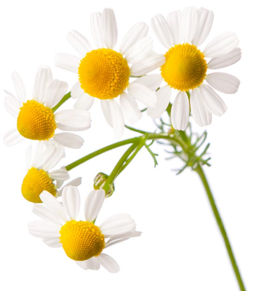 Maguerite / Chamomille Flowers