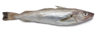 Whiting Fish 800-1000g