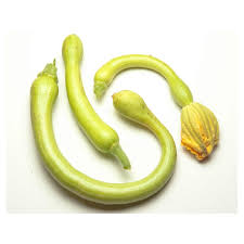 Courgette Trompette de Nice