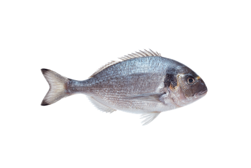 Red Sea Bream Whole Wild 1-2kg